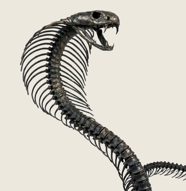 King cobra skeleton, hood spread