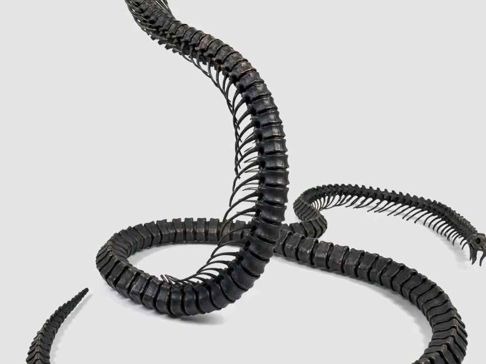 King cobra skeleton, hood spread
