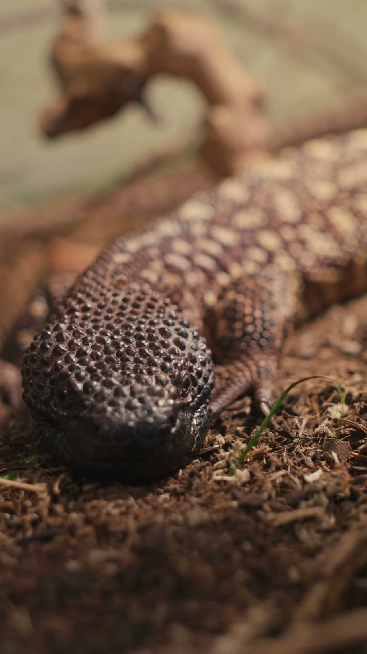 Culebra Conservation