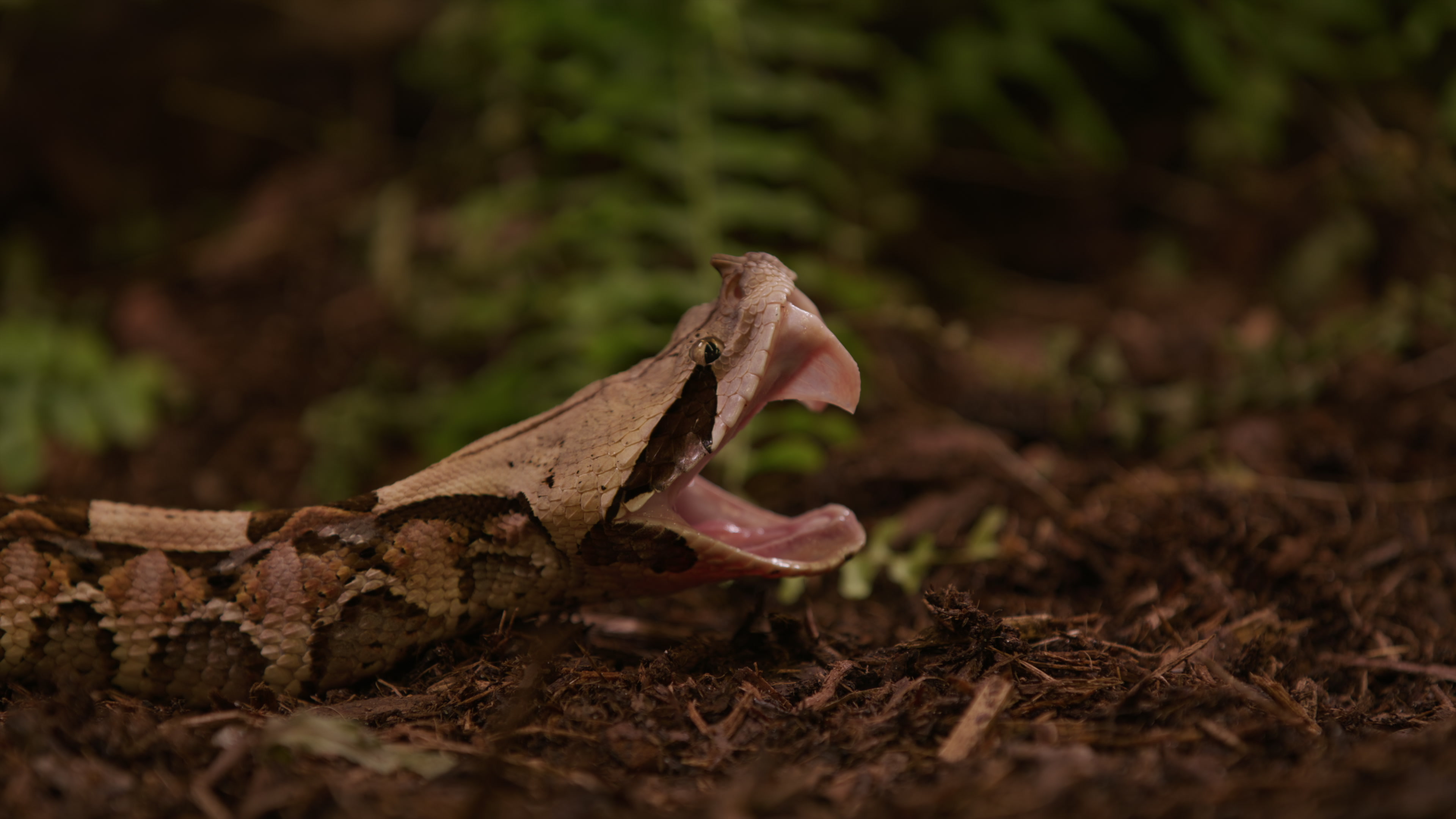 Venomous Animals & Toxicology