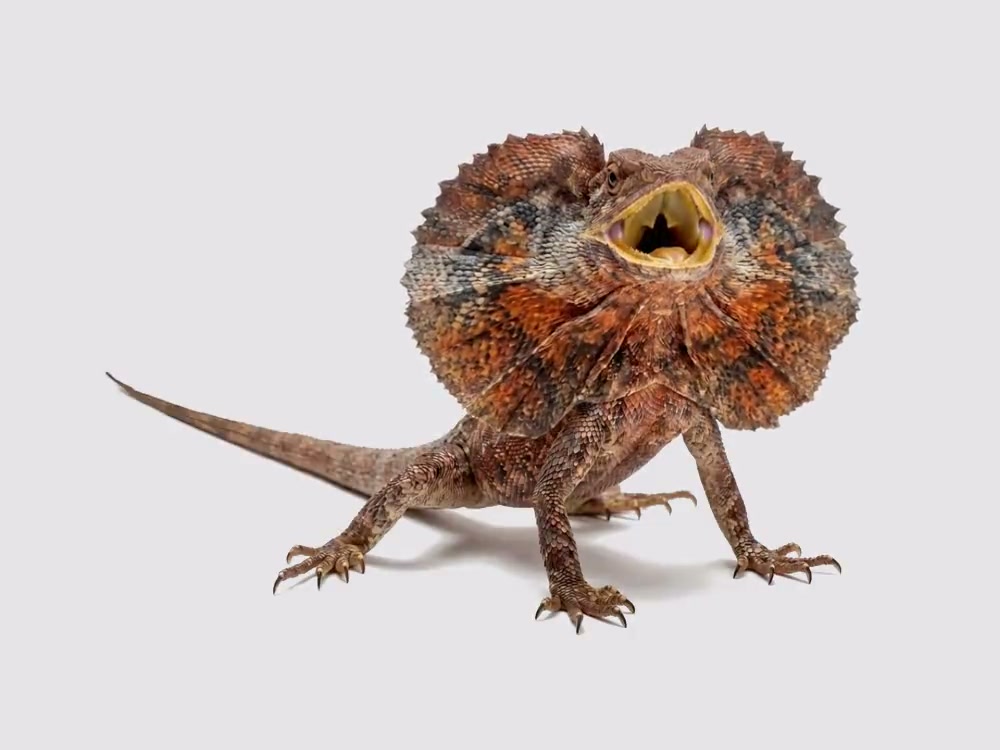 Frilled dragon — frill flared