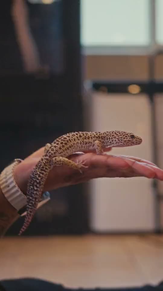 Leopard gecko walking across a keeper's hand