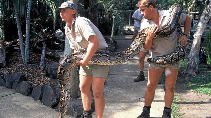Archival photograph from the history of herpetoculture — keepers handling a large python