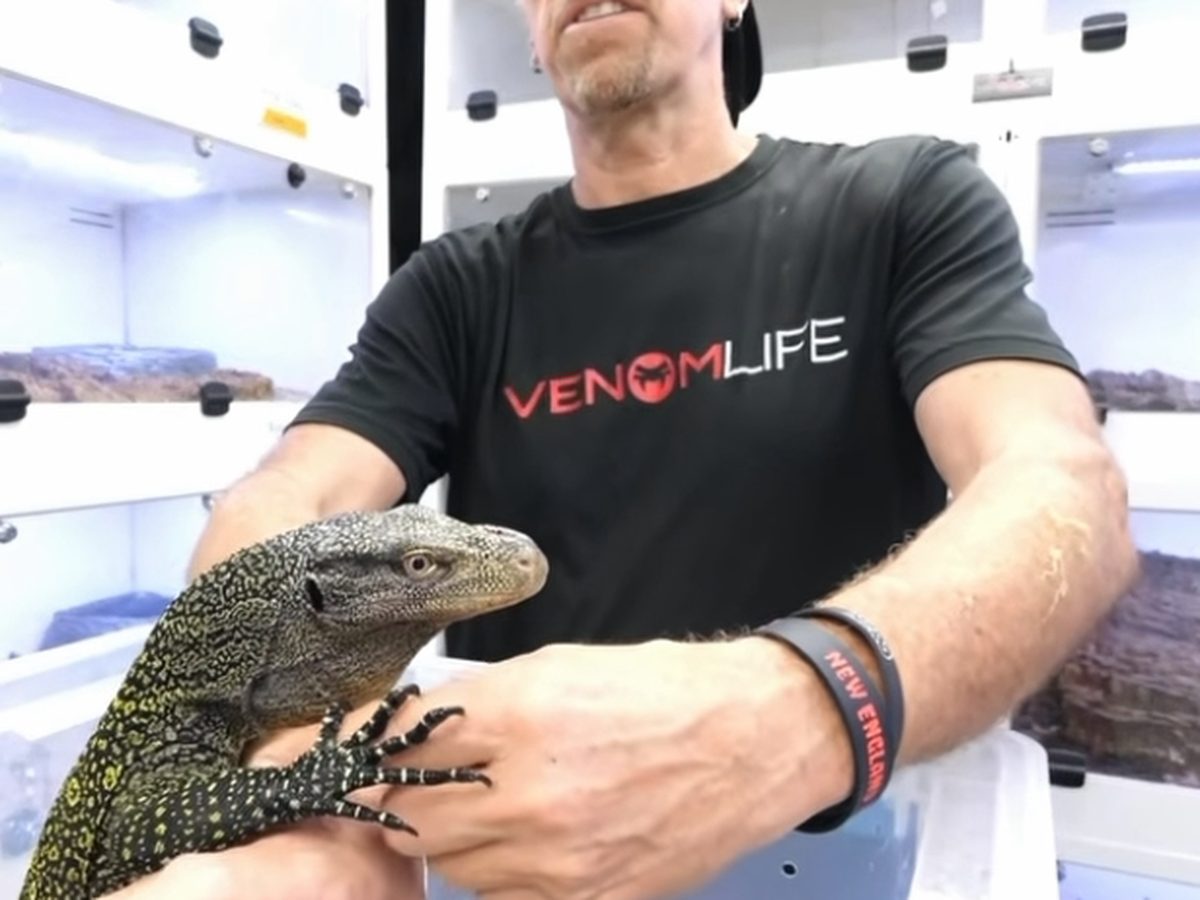 A keeper handling a crocodile monitor inside the facility