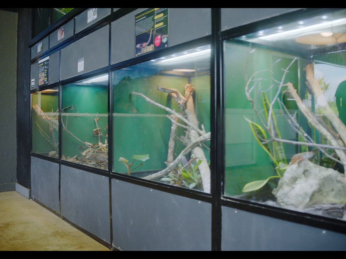 Inside the Citadel Culebra institute — a wall of purpose-built reptile enclosures