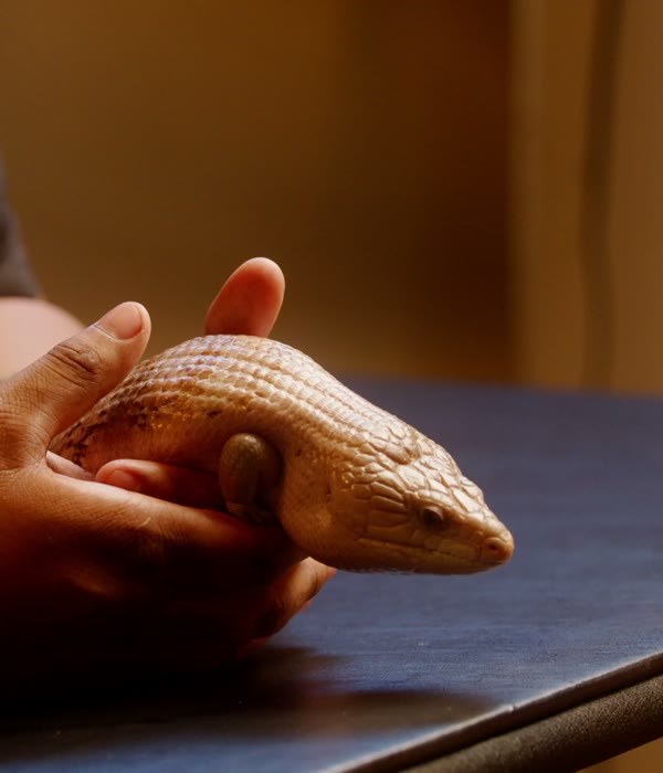 A blue-tongued skink held in the hand