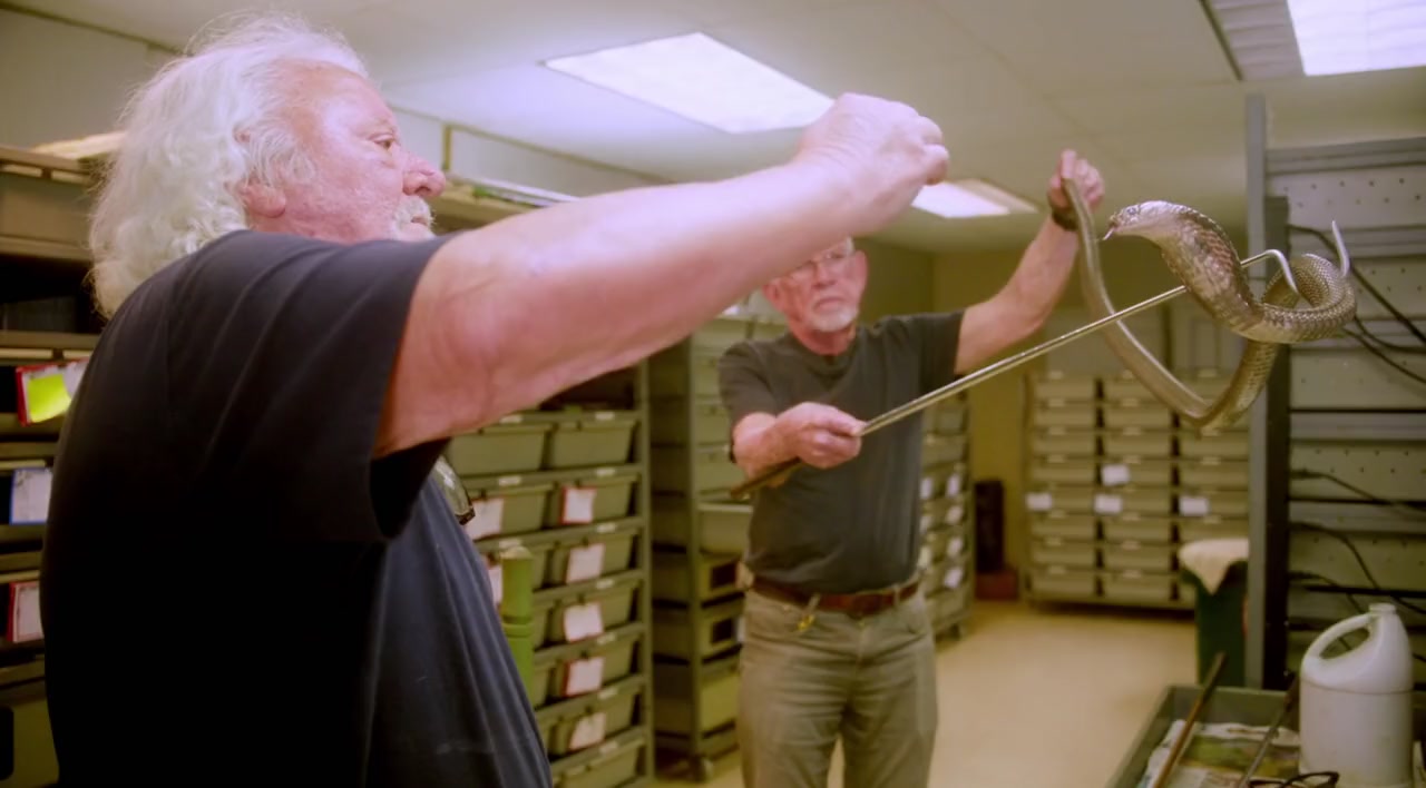 Tom Crutchfield and George Van Horn handling a monocled cobra