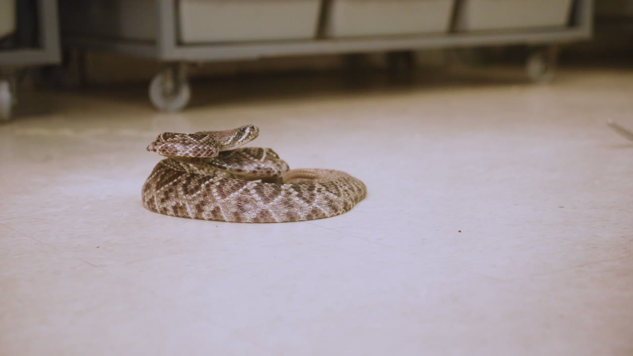 Eastern diamondback rattlesnake in a defensive coil
